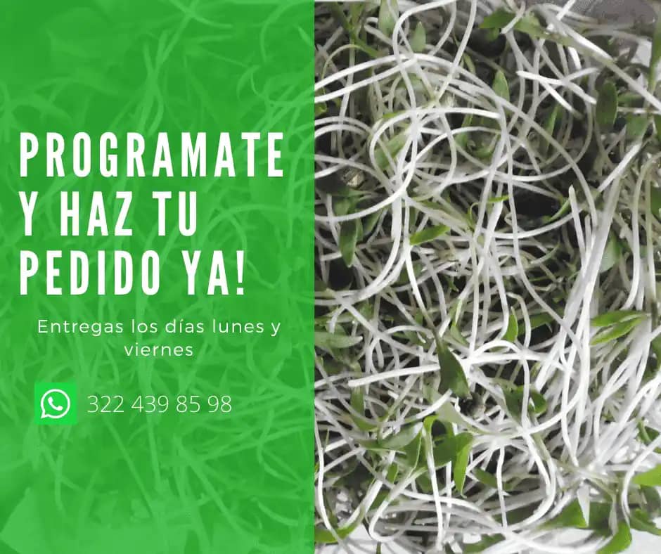 Microgerminado de cilantro - Microgreens y germinados BFUE