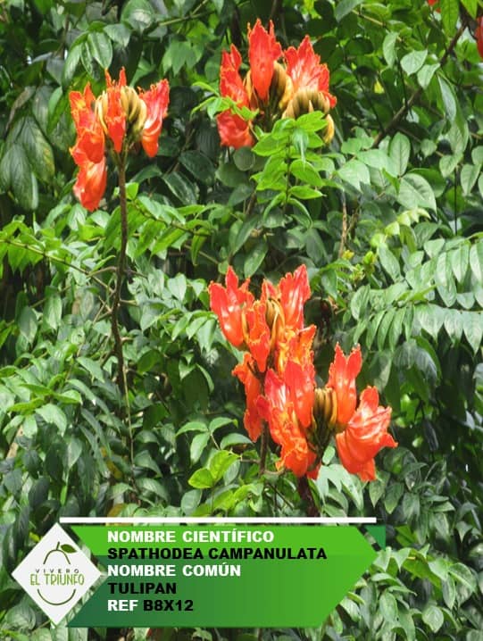 Plántula de Tulipán