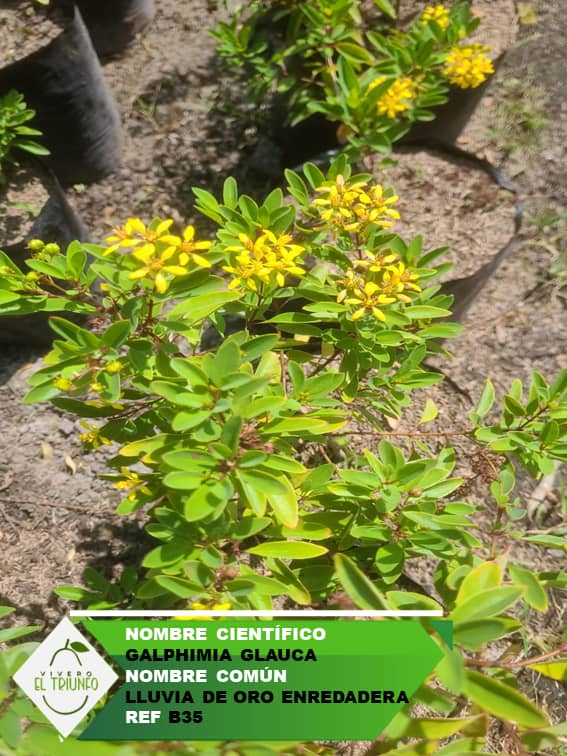 Plántula de Lluvia de Oro