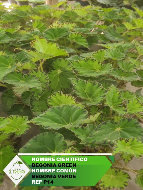 Plántula de Begonia Verde