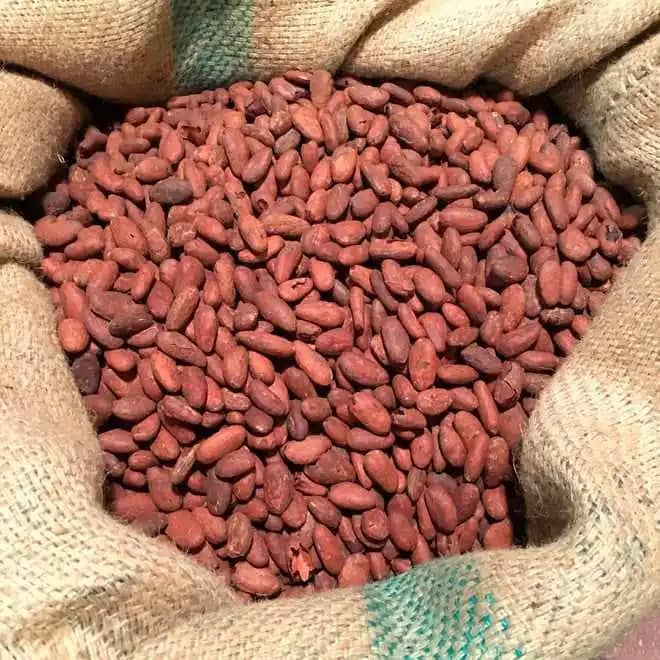 Granos de cacao en seco