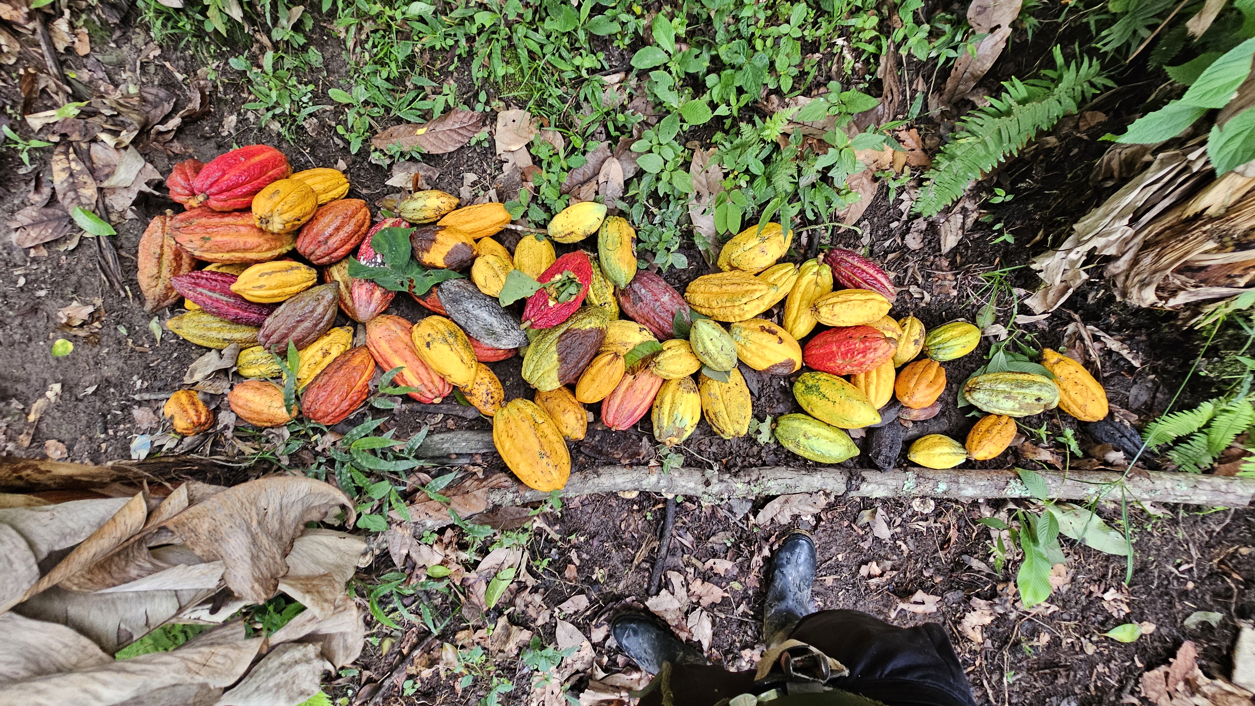 Cacao En Grano O Seco