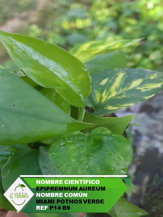 Plántula de Miami Pothos Verde