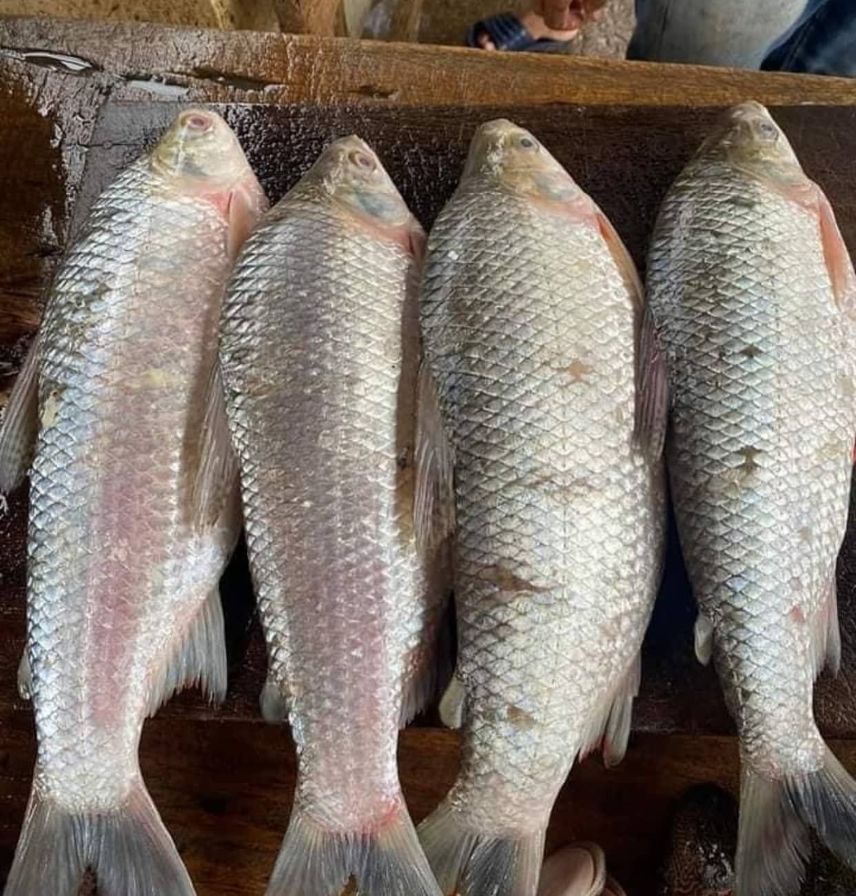 Bocachico Magdalena