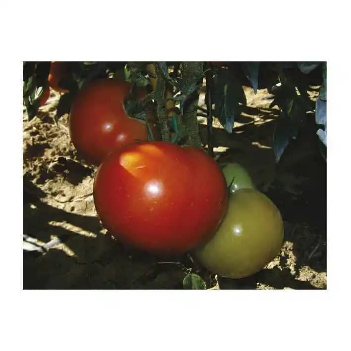 Semilla de Tomate Hibrido Pietro F1 x 1000 Und