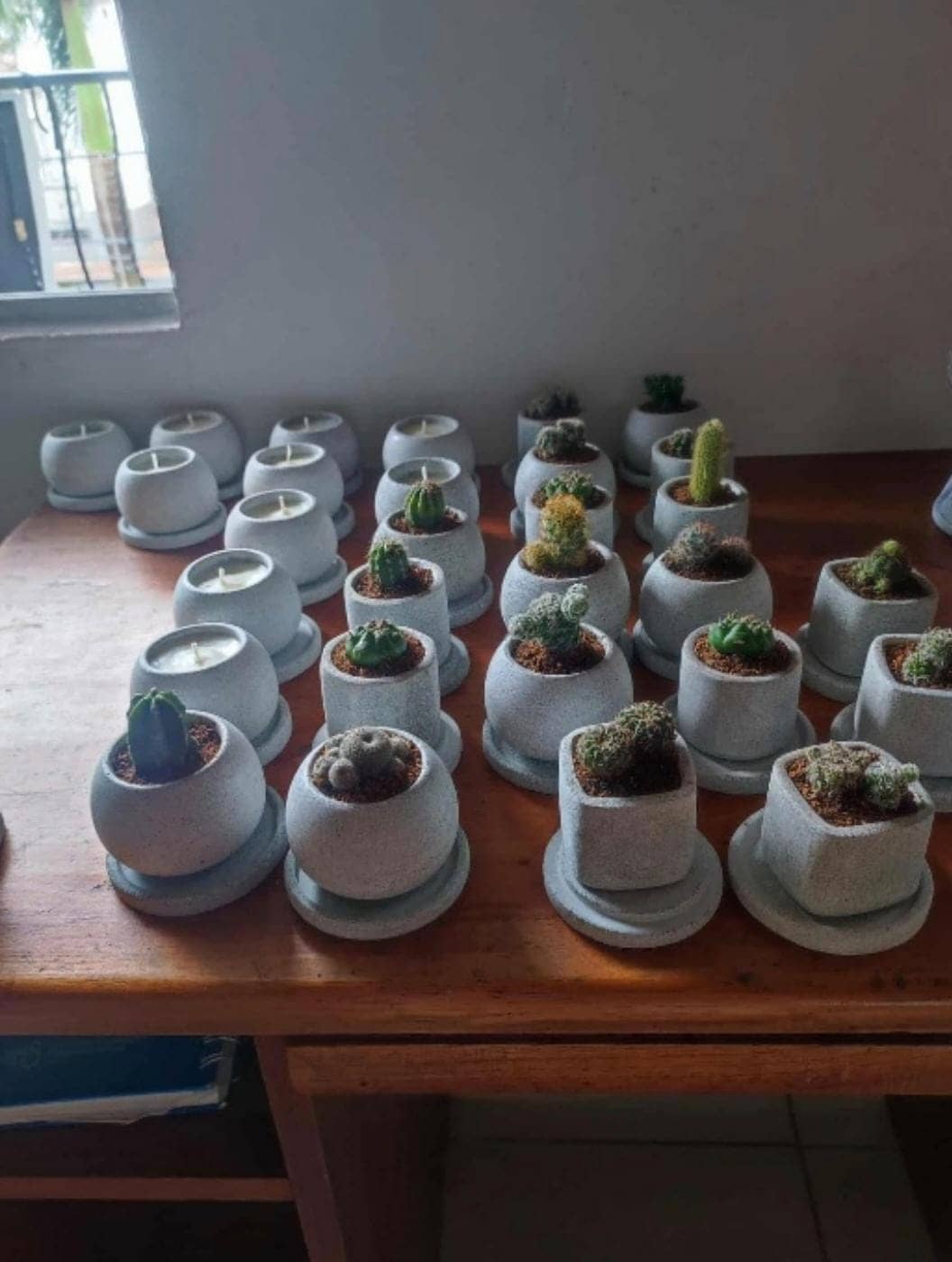 Plantas Ornamentales en Macetas Sostenibles - Simón Jardinero