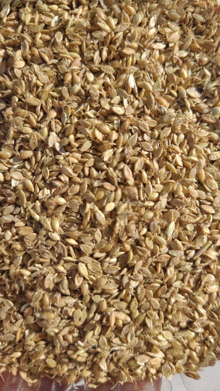 Semilla de pasto Brachiaria Humidicola (Quicuyo) – Pureza 90% – VC 50% – Importada de Brasil