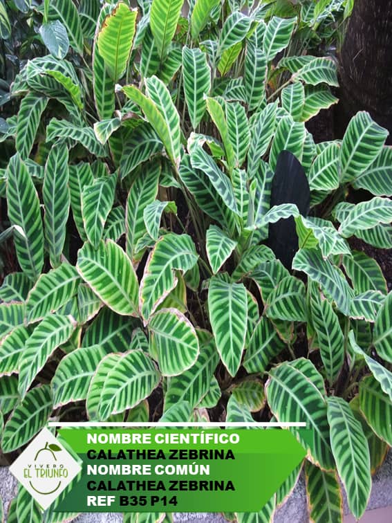 Plántula de Calathea Zebrina