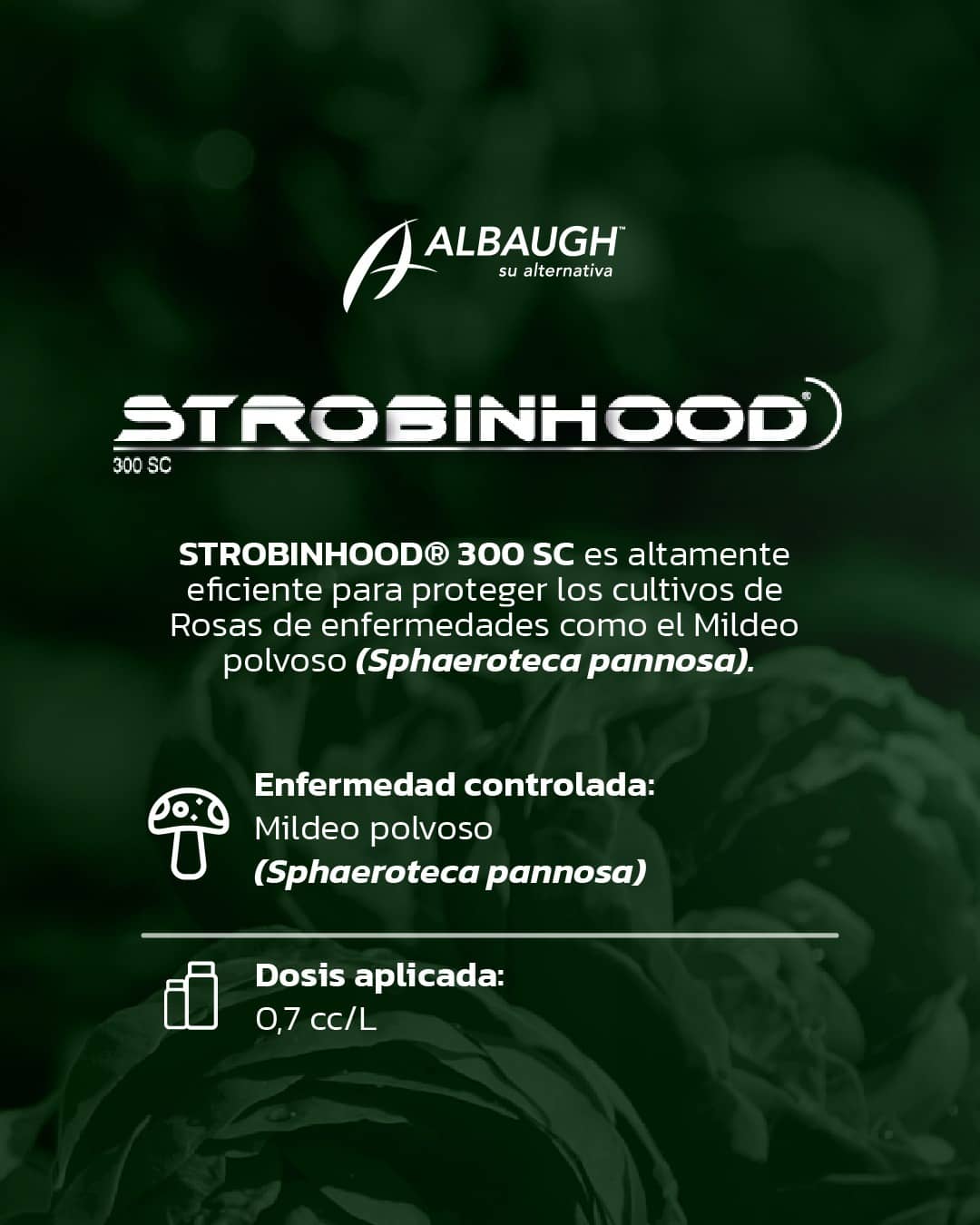 Fungicida Strobinhood 300 SC x 1 Lt