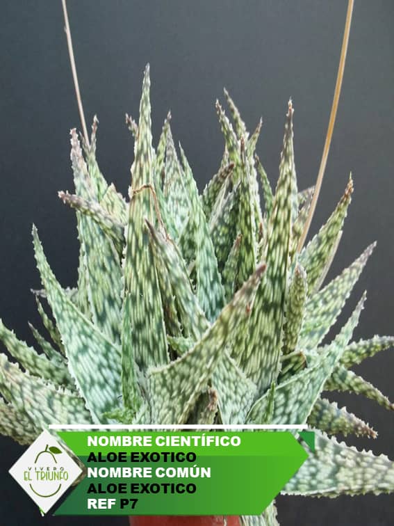 Plántula de Aloe Exótico