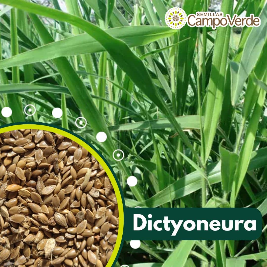 Semilla de pasto Brachiaria Llanero Dictyoneura – Pureza 95% – VC 76% - Importada de Brasil