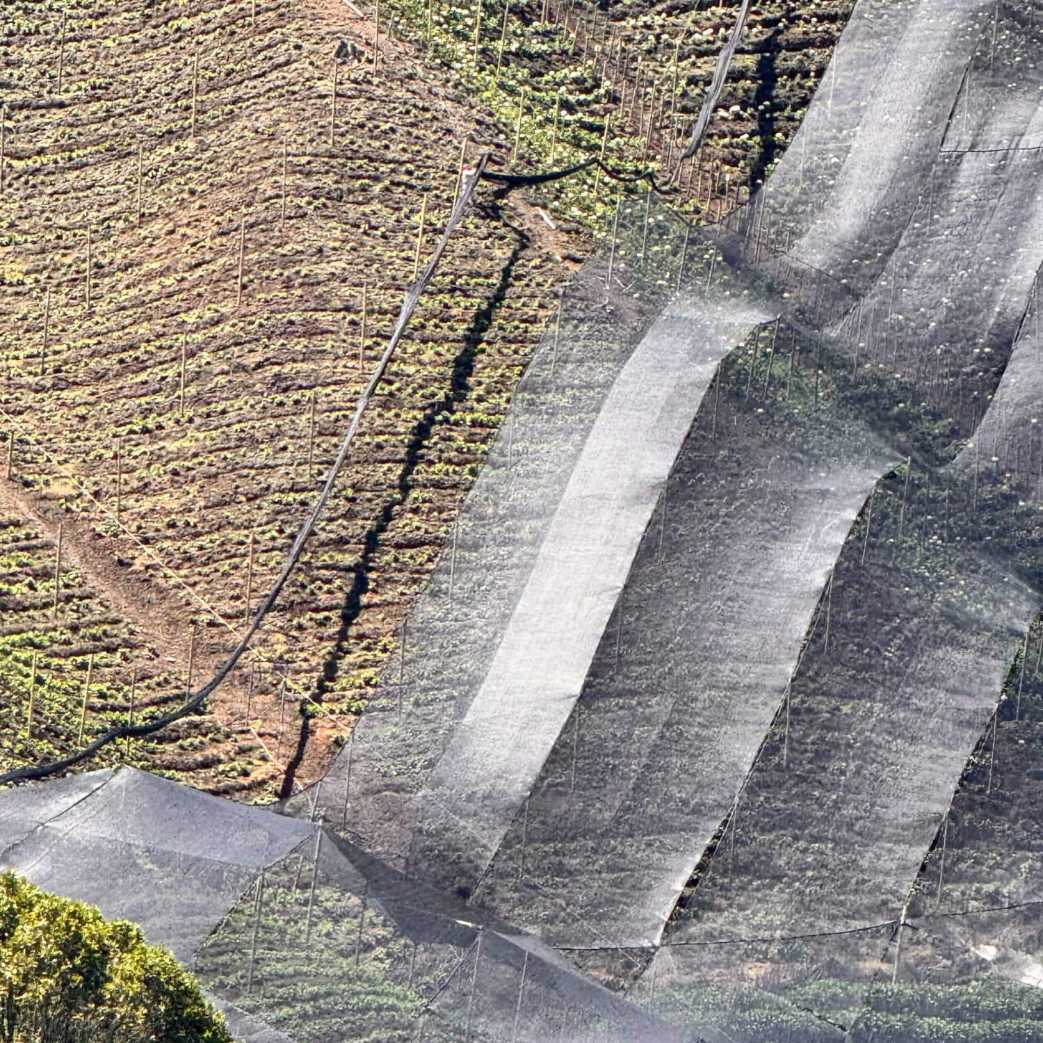 Polisombra para Cultivos y Jardines | Protección UV Efectiva