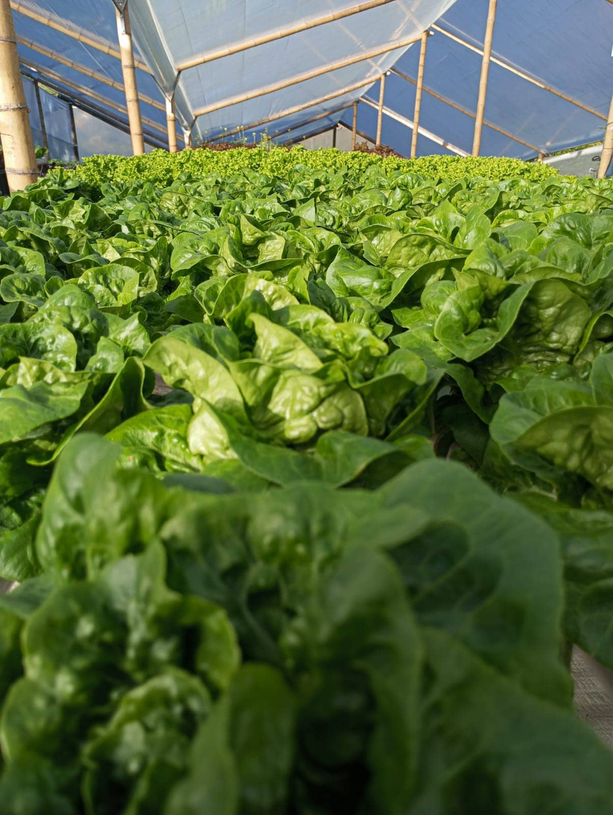 Solución Nutritiva Hidroponía A, B y C 1:1:1 para hortalizas de hoja