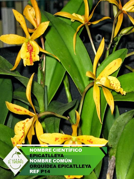 Plántula de Orquídea Epicatleya