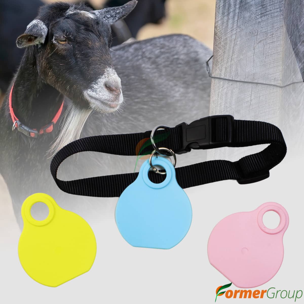 Chapeta Redonda Ovino Más Collar x25 unidades