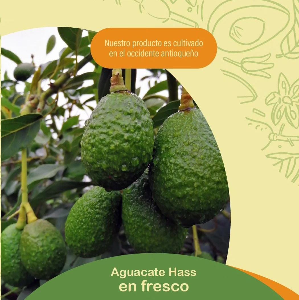 Aguacate Hass x 20 Kg