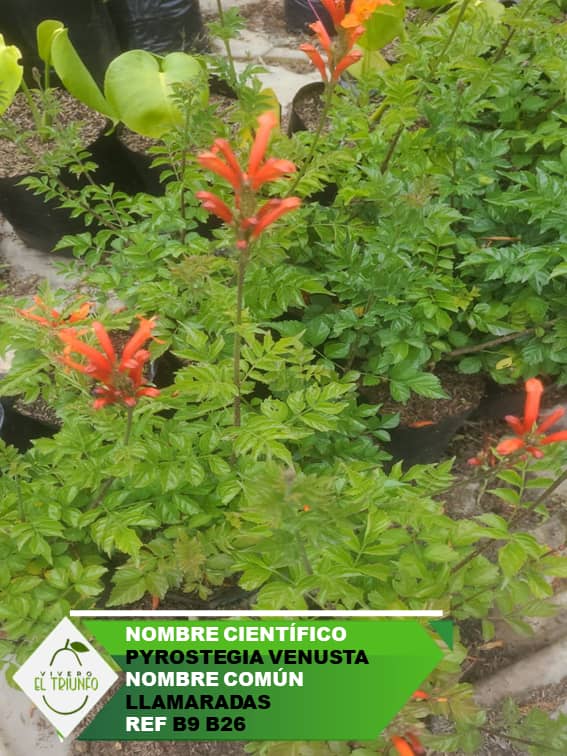 Plántula de Llamaradas