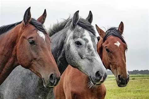 Equinos