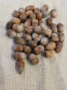 Semilla Roble/ Roble común 100 gr