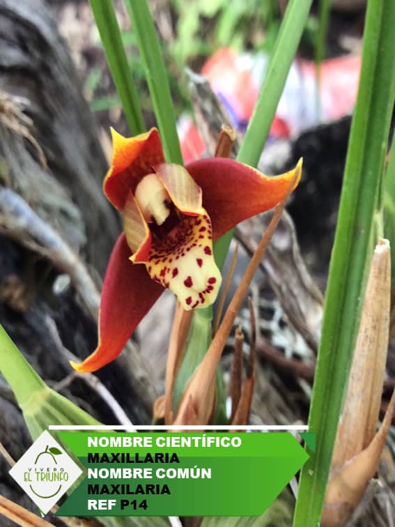 Plántula de Maxilarias