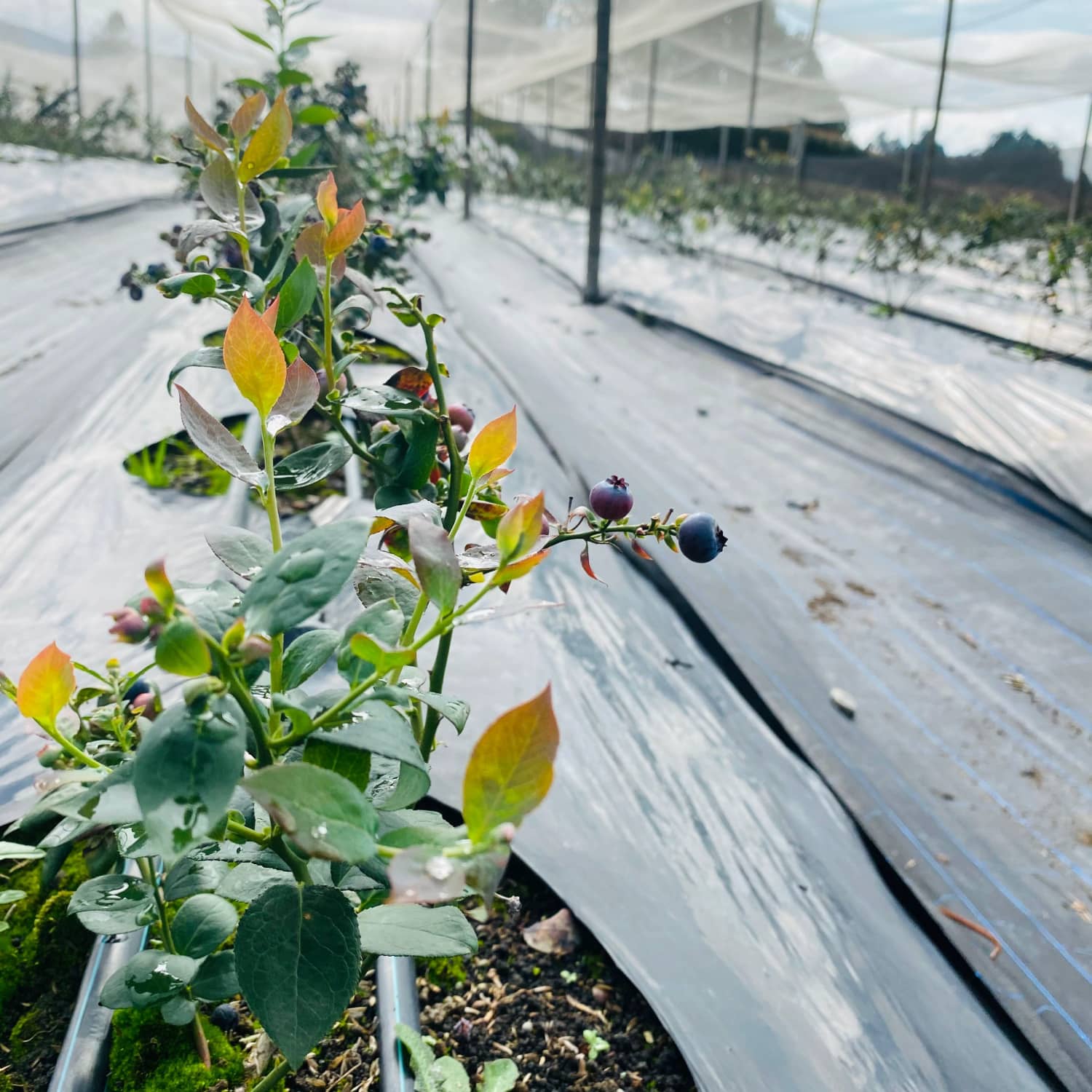 Plástico AgromulchX para Fresa | Control de Maleza y Humedad