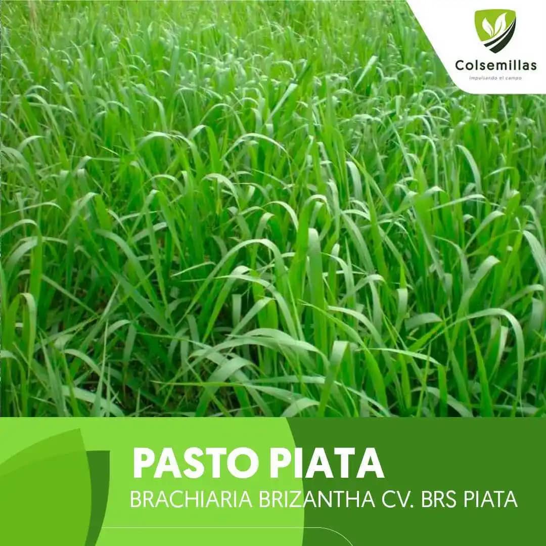 Pasto Brachiaria Piata Semilla Incrustada x kg