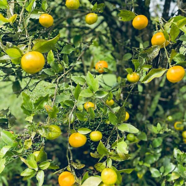 Limón mandarino