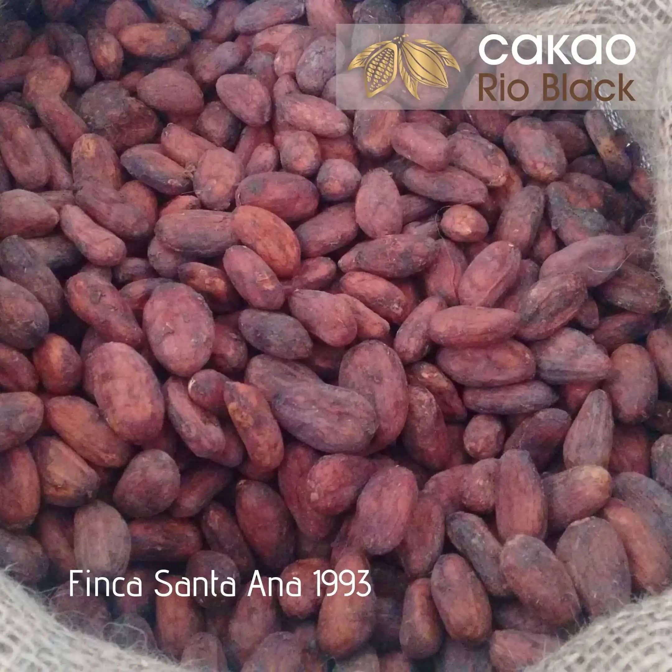 Cacao en grano premium x Kg