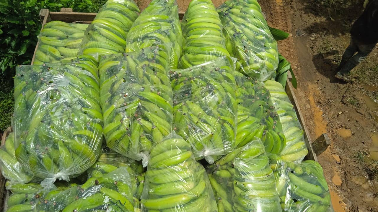 Venta de Plátano Hartón en Bolsa por 25 Kg