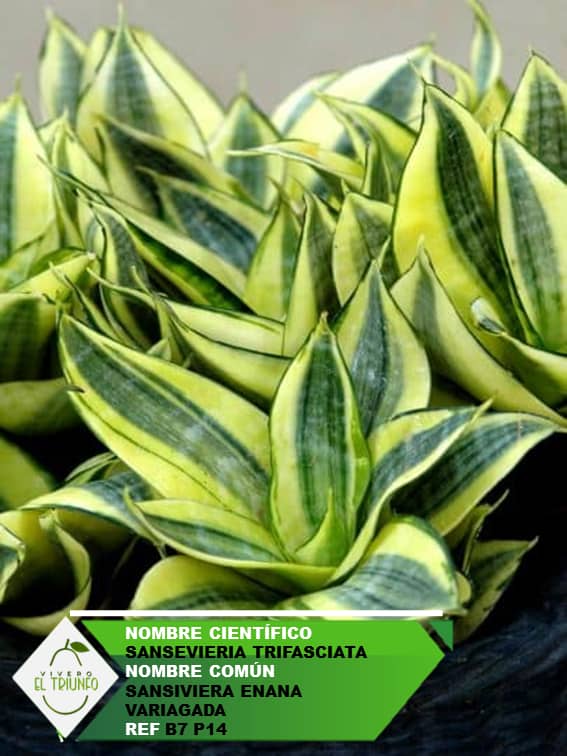 Plántula de Sansiviera Enana - Variagada