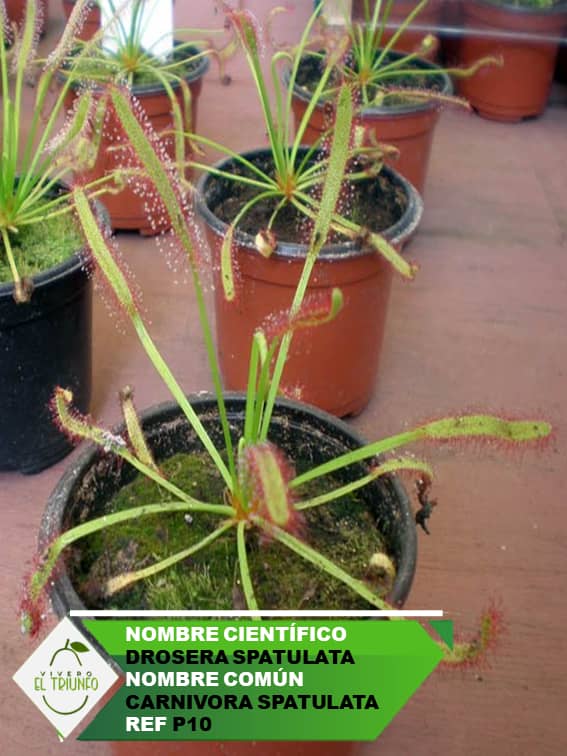 Plántula Carnívora Spatulata