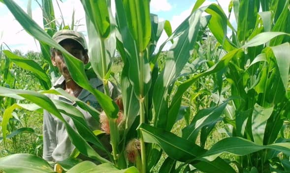 maiz adv 9293 2024B.jpg