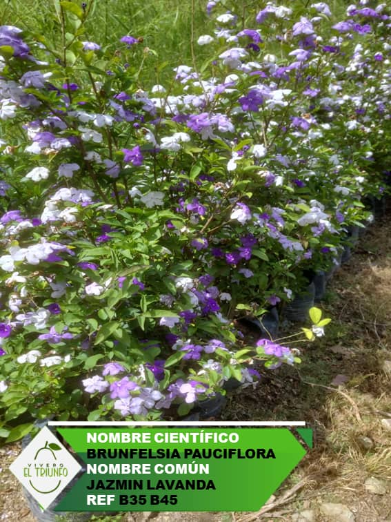 Plántula de Jazmín Lavanda