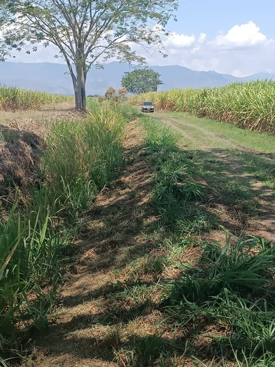 Desbrozadora Trituradora Multifunción 1600mm – Potente y eficaz para residuos