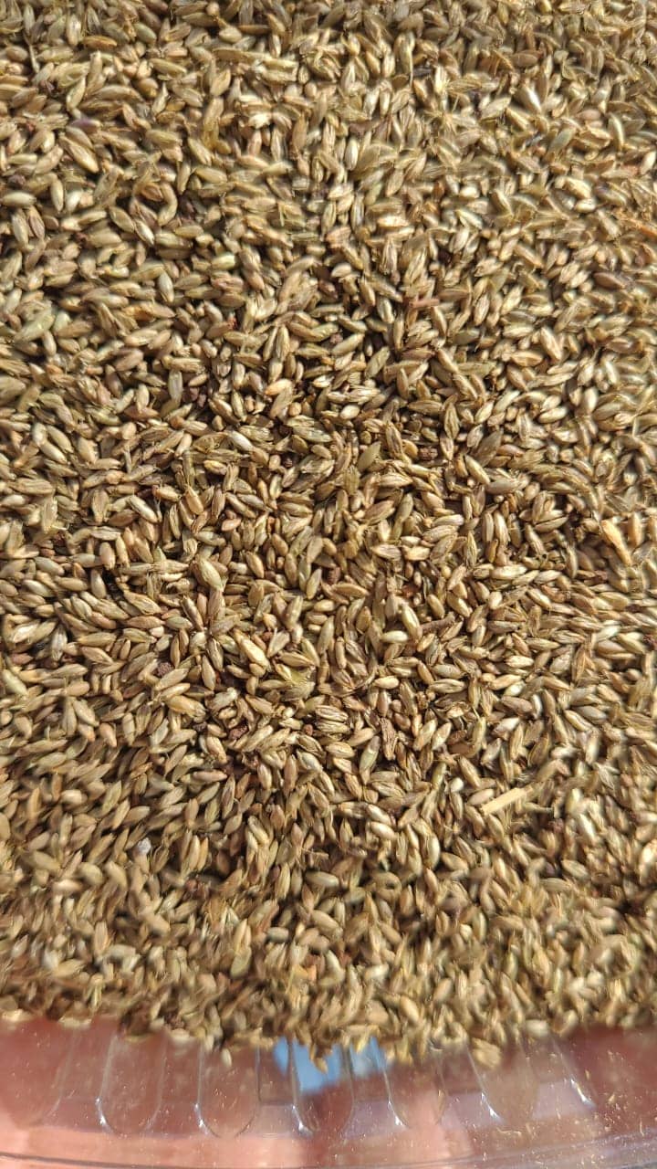 Semilla de pasto Panicum Zuri – Pureza 92,4% – VC 78% – Importada de Brasil