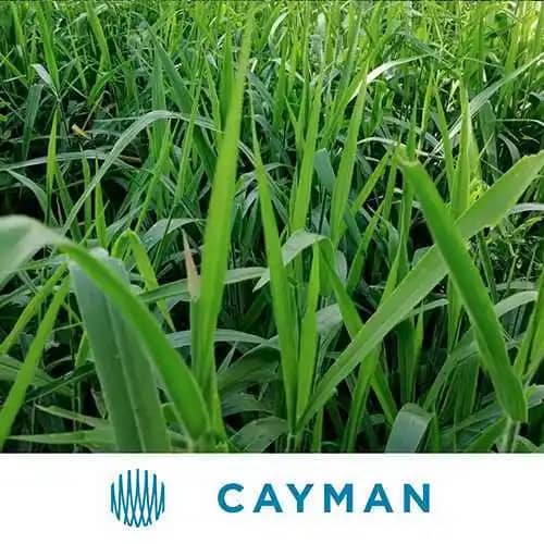 Semilla De Brachiaria Híbrido Cayman Blend x 2 Kg