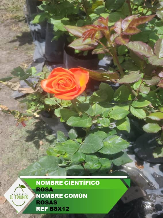Plántula de Rosas