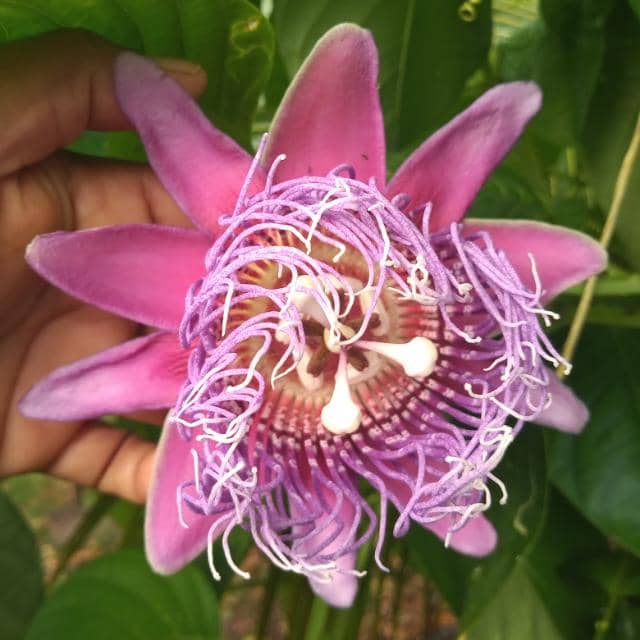 Asociación Agropecuaria Paz y Flora