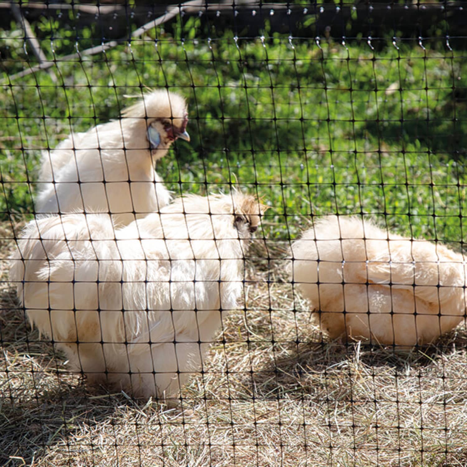 Malla Gallinero negra -  Impide la salida de los animales