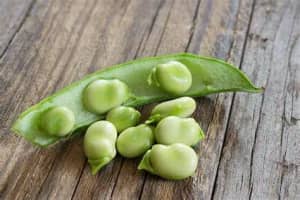 Haba verde