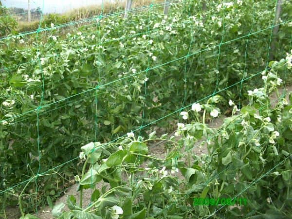 Malla sop.pta 150x150mm, 0.90m,1000m,uv2