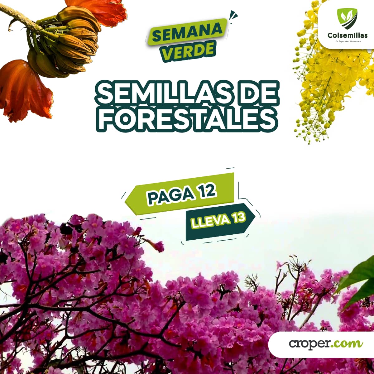 PROMOCIÓN Semillas de Forestales pague 12 Lleve 13