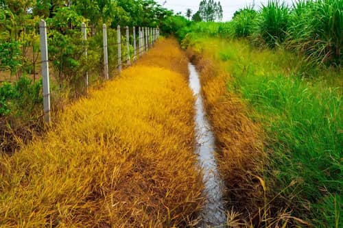 Herbicida Touchdown IQ Syngenta | Control de Malezas con Glifosato | Croper