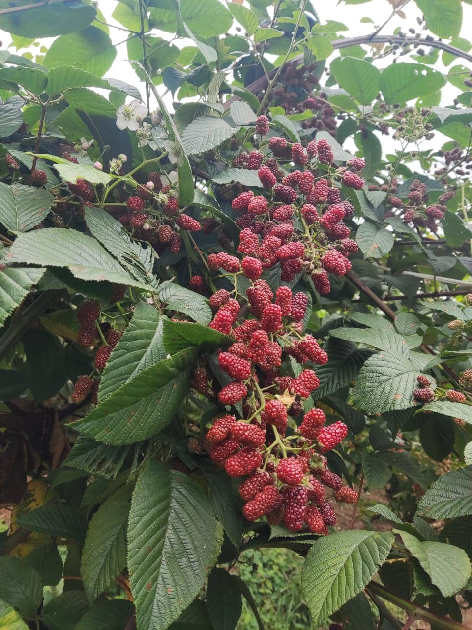 MORA UVA Colombiana de Alta Calidad