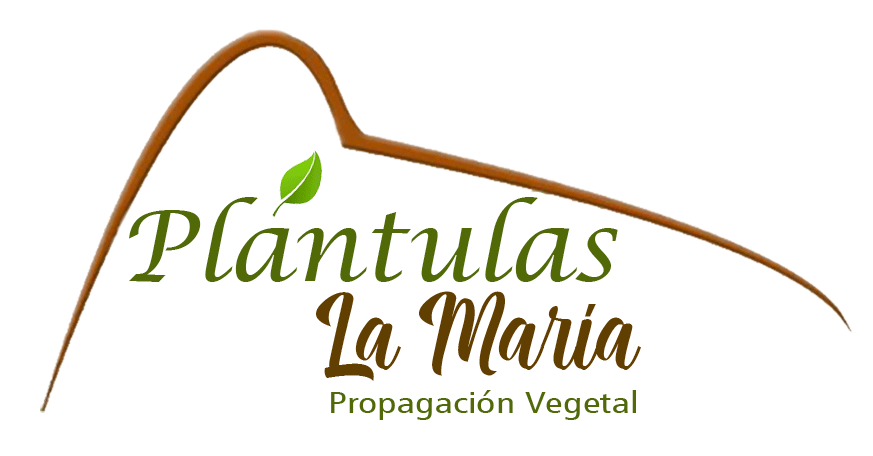 Plántulas La María -Agru