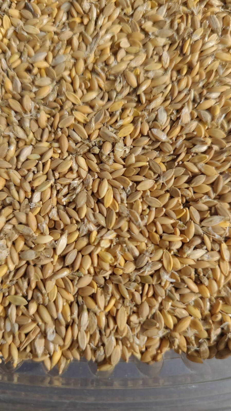 Semilla de pasto Brachiaria Ruziziensis – Pureza 93% – VC 76% – Importada de Brasil