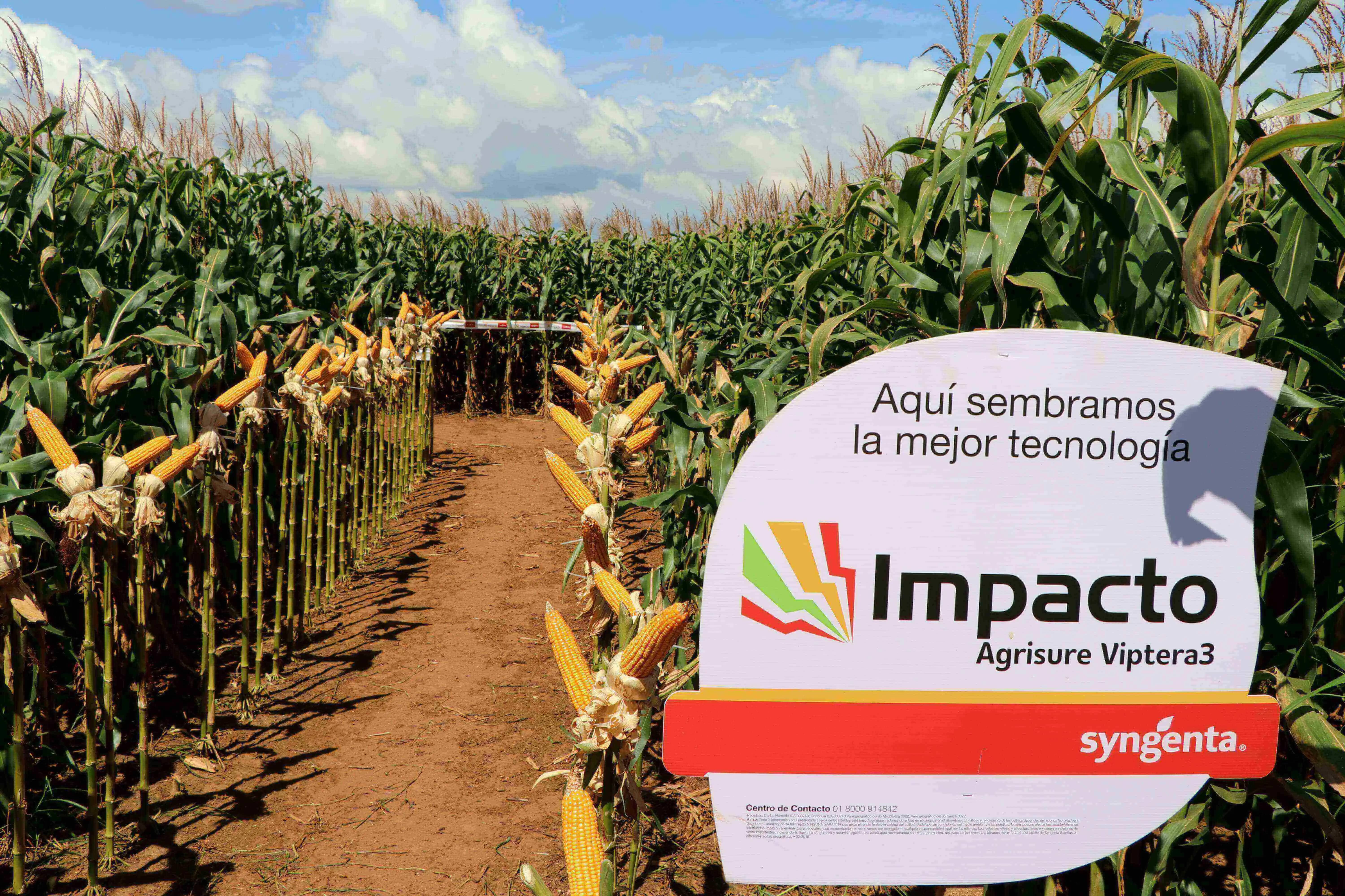 Semilla de maíz amarillo Impacto Vip3 x 60.000 semillas - Agroinsumos