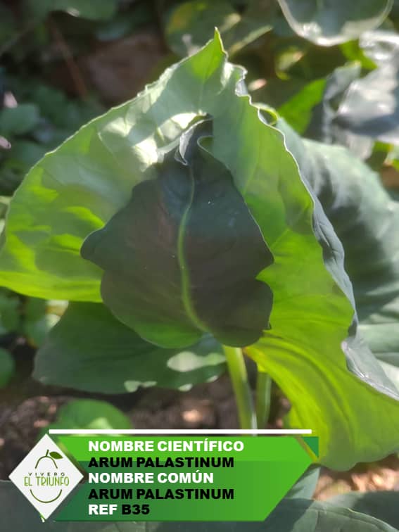Plántula de Arum Palastinum