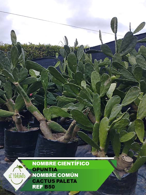 Plántula de Cactus Paleta