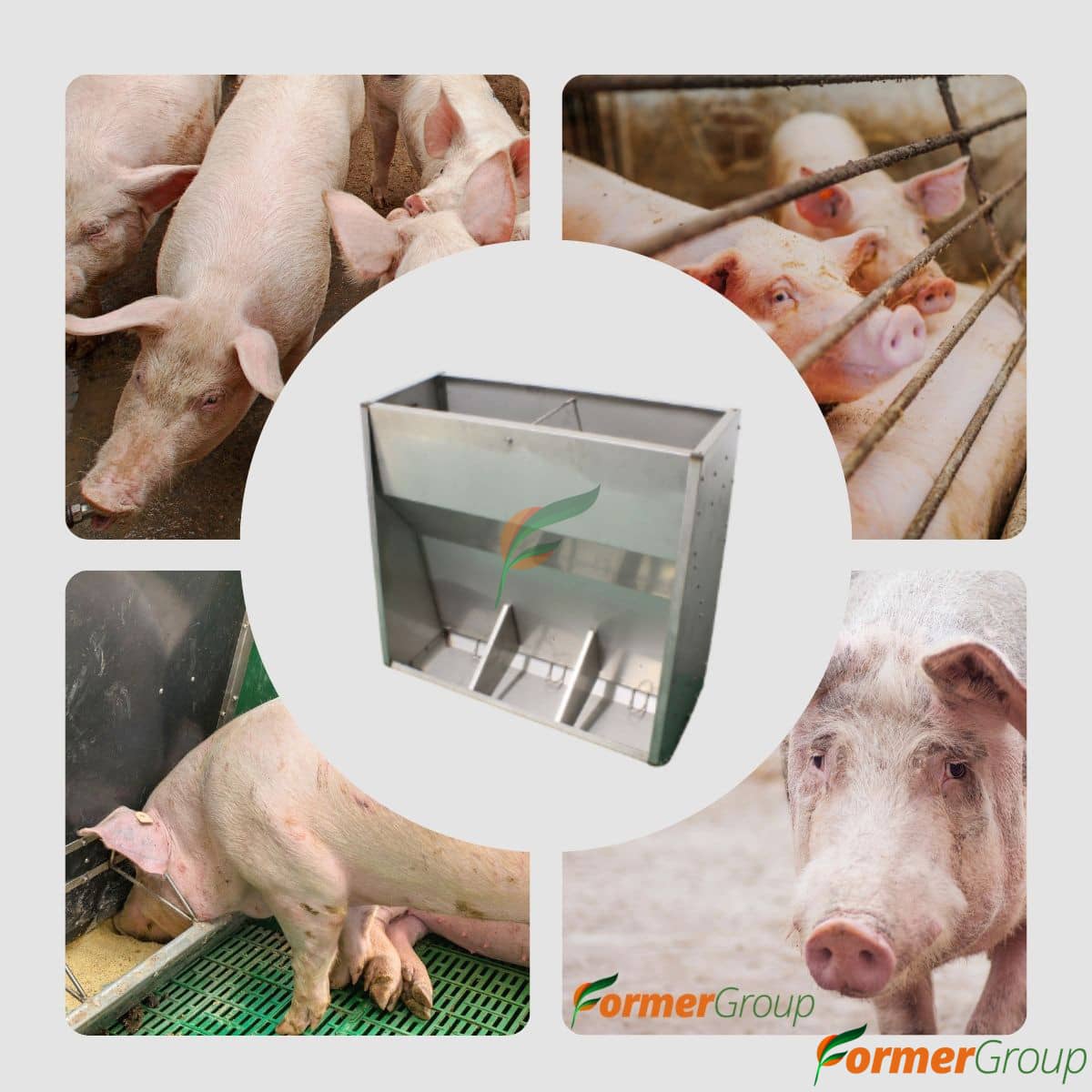 Comedero 3 Puestos para Cerdos en Acero Inoxidable